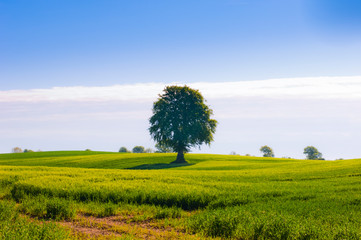 Kornfeld ein Baum