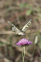 Farfalla di lato sul fiore