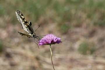 Farfalla in bilico sul fiore
