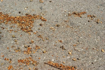 Texture concrete road with nuts scattered on it.