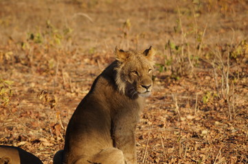 african wilderness