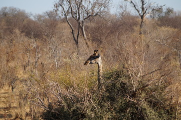 african wilderness