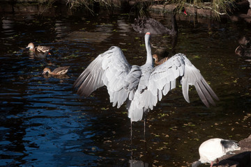 Sydney Australia, Grus antigone or Australian Sarus crane standing and spreading wings in pond