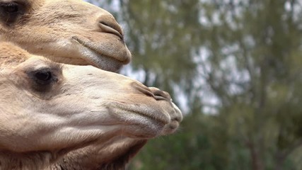 Tourist feeding camels in 4k