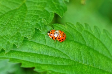 two small red ladybugs on a green leaf of a plant