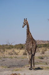 african wilderness