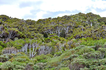 Fototapeta na wymiar Ulva Island, Rakiura National Park, New Zealand