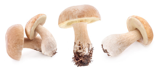 Boletus edulis mushrooms isolated on white background