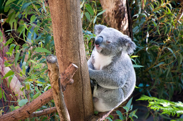 Sydney Australia, sleepy koala sitting in tree