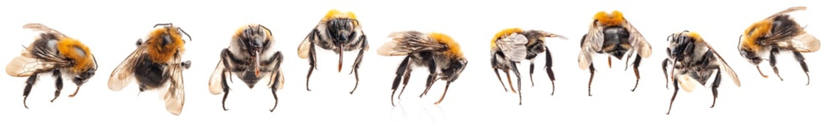 Bumblebee is dead Isolated on white background, closeup