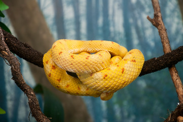 Sydney Australia, eyelash viper curled up and resting on tree branch