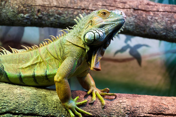 Sydney Australia, green iguana on alert and looking around