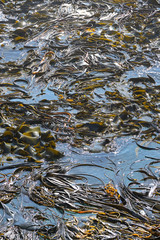Dense seaweed (kelp) near the coast New Zealand 