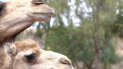 Tourist feeding camels in 4k