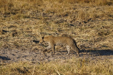 spotted leopard on safari