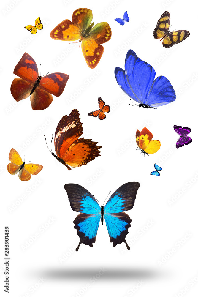 Poster set of flying butterflies isolated on a white background.