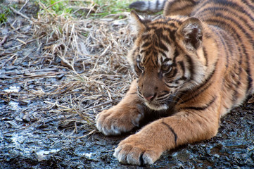 Sydney Australia, young sumatran tiger playing in mud and water