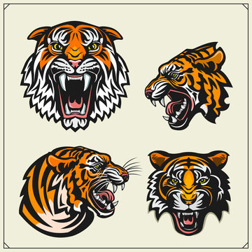 Set of angry tiger heads. Print design for t-shirt. Tattoo and sport club design.