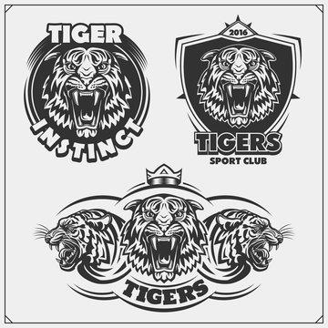 Emblems with angry tigers. Tattoo salon and sport club logos. Print design for t-shirt.