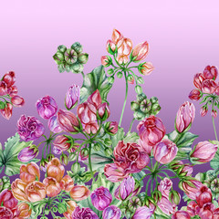 Beautiful tulip-flowered pelargoniums flowers with green leaves on gradient background. Seamless floral pattern, border. Watercolor painting. Hand painted illustration