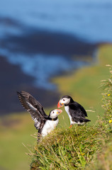 Atlantic Puffin (Fratercula arctica), seabird also known as the common puffin on a cliff in Iceland. Europe.