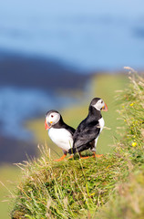 Atlantic Puffin (Fratercula arctica), seabird also known as the common puffin on a cliff in Iceland. Europe.