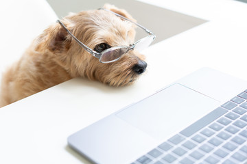 眼鏡をかけてパソコンを見るノーフォークテリア犬