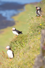 Atlantic Puffin (Fratercula arctica), seabird also known as the common puffin on a cliff in Iceland. Europe.