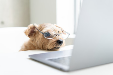 眼鏡をかけてパソコンを見るノーフォークテリア犬 - obrazy, fototapety, plakaty