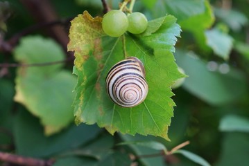 gray snail on a green leaf of grapes with berries