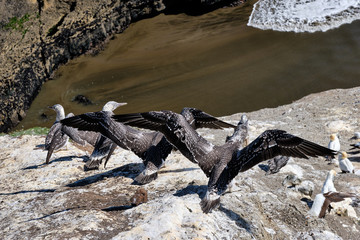 Gannet Colony at Muriwai Beach, Auckland Area, North Island of New Zealand