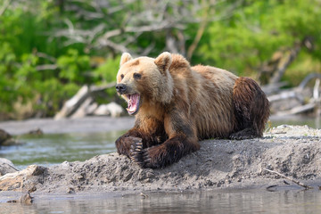 Fototapeta premium Ruling the landscape, brown bears of Kamchatka (Ursus arctos beringianus)