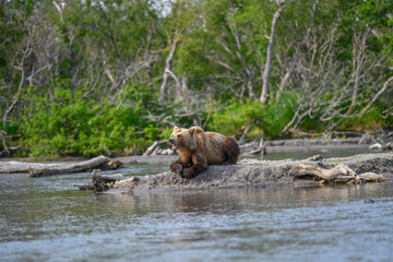 Ruling the landscape, brown bears of Kamchatka (Ursus arctos beringianus)