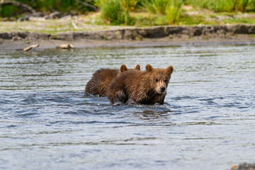 Ruling the landscape, brown bears of Kamchatka (Ursus arctos beringianus)