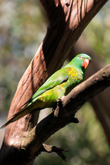 Sydney Australia, scaly-breasted lorikeet perched on tree branch