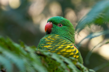 Sydney Australia, scaly-breasted lorikeet perched behind a leaf