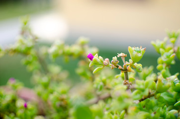 for morada preciosa jardin cordobes granaino