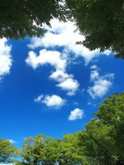 公園の欅と青空