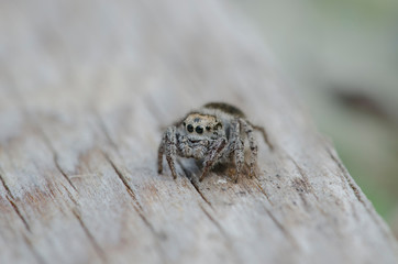 Jumping Spider Up Close On Wood