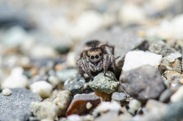 Jumping Spider On Rocks
