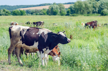 Cows graze in a field on green grass