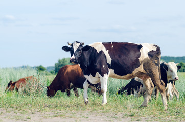 Cows graze in a field on green grass