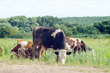 Cows graze in a field on green grass