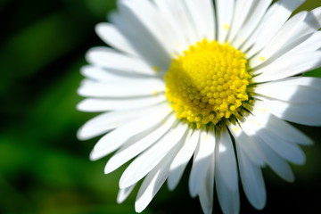 Obraz premium Daisy Ganseblümchen makro