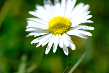 Obraz premium Gänseblümchen macro