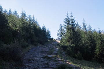 Obraz premium Mountain river stream valley scenery landscape in summer day