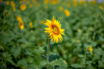 Sunflower in full bloom in Japan