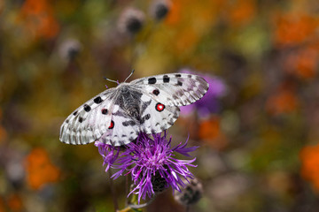 Apollo butterfly on lilac flower