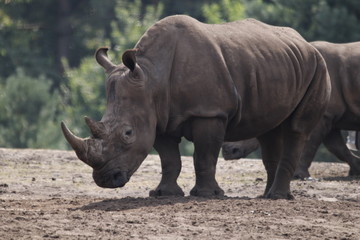 Rhinoceros schräg vorne