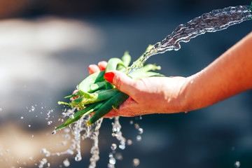 woman Hands giving whole sugar peas wash under water outdoor. Very short depth-of-field